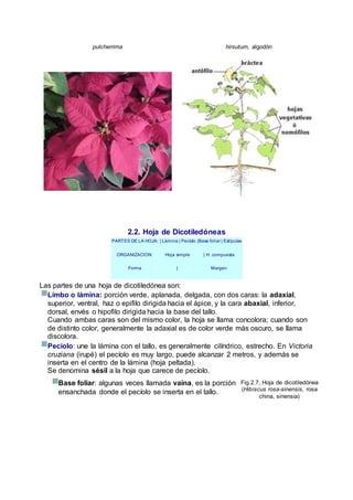 pulcherrima hirsutum, algodón
2.2. Hoja de Dicotiledóneas
PARTES DE LA HOJA: | Lámina | Pecíolo |Base foliar | Estípulas
ORGANIZACIÓN: Hoja simple | H. compuesta
Forma | Margen
Las partes de una hoja de dicotiledónea son:
Limbo o lámina: porción verde, aplanada, delgada, con dos caras: la adaxial,
superior, ventral, haz o epifilo dirigida hacia el ápice, y la cara abaxial, inferior,
dorsal, envés o hipofilo dirigida hacia la base del tallo.
Cuando ambas caras son del mismo color, la hoja se llama concolora; cuando son
de distinto color, generalmente la adaxial es de color verde más oscuro, se llama
discolora.
Pecíolo: une la lámina con el tallo, es generalmente cilíndrico, estrecho. En Victoria
cruziana (irupé) el pecíolo es muy largo, puede alcanzar 2 metros, y además se
inserta en el centro de la lámina (hoja peltada).
Se denomina sésil a la hoja que carece de pecíolo.
Base foliar: algunas veces llamada vaina, es la porción
ensanchada donde el pecíolo se inserta en el tallo.
Fig.2.7, Hoja de dicotiledónea
(Hibiscus rosa-sinensis, rosa
china, sinensia)
 