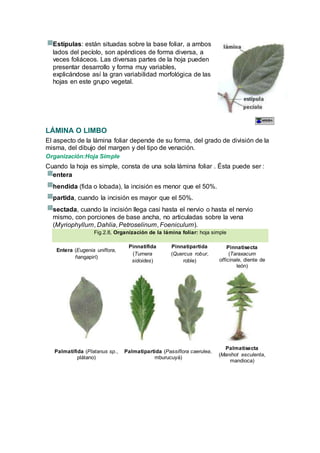 Estípulas: están situadas sobre la base foliar, a ambos
lados del pecíolo, son apéndices de forma diversa, a
veces foliáceos. Las diversas partes de la hoja pueden
presentar desarrollo y forma muy variables,
explicándose así la gran variabilidad morfológica de las
hojas en este grupo vegetal.
LÁMINA O LIMBO
El aspecto de la lámina foliar depende de su forma, del grado de división de la
misma, del dibujo del margen y del tipo de venación.
Organización:Hoja Simple
Cuando la hoja es simple, consta de una sola lámina foliar . Ésta puede ser :
entera
hendida (fida o lobada), la incisión es menor que el 50%.
partida, cuando la incisión es mayor que el 50%.
sectada, cuando la incisión llega casi hasta el nervio o hasta el nervio
mismo, con porciones de base ancha, no articuladas sobre la vena
(Myriophyllum, Dahlia, Petroselinum, Foeniculum).
Fig.2.8, Organización de la lámina foliar: hoja simple
Entera (Eugenia uniflora,
ñangapirí)
Pinnatífida
(Turnera
sidoides)
Pinnatipartida
(Quercus robur,
roble)
Pinnatisecta
(Taraxacum
officinale, diente de
león)
Palmatífida (Platanus sp.,
plátano)
Palmatipartida (Passiflora caerulea,
mburucuyá)
Palmatisecta
(Manihot esculenta,
mandioca)
 