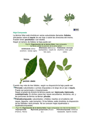 Hoja Compuesta
La lámina foliar está dividida en varias subunidades llamadas folíolos,
articuladas sobre el raquis de una hoja o sobre las divisiones del mismo.
Pueden tener peciólulos o ser sésiles.
Según el número de folíolos la hoja puede ser:
Fig.2.9, Organización de la lámina foliar: hoja compuesta
(la flecha señala la posición de la yema axilar)
Unifoliolada (Citrus
aurantium, naranjo agrio)
Bifoliolada (Melicoccus
lepidopetalus, coquito de
San Juan),
Trifoliolada o ternada
(Erythrina crista- galli,
seibo)
Cuando hay más de tres folíolos, según su disposición la hoja puede ser:
Pinnada: subunidades o pinnas dispuestas a lo largo de un eje o raquis.
Puede ser paripinnada o imparipinnada.
Según el grado de división la lámina puede ser: bipinnada, tripinnada,
cuadripinnada. En dichos casos hay raquis secundarios, terciarios, etc, y
las porciones de lámina se llaman pínulas.
Palmaticompuesta: subunidades o folíolos insertos en el extremo del
raquis, (lapacho, palo borracho). Si los folíolos están divididos, la disposición
de los foliólulos será pinnada. No se conocen hojas bipalmadas o
bipalmaticompuestas.
Fig.2.10, Organización de la lámina foliar: hojas compuestas con más de tres folíolos
Imparipinnada
(Fraxinus, fresno)
Bipinnada paripinnada (Acacia
sp.)
Palmaticompuesta (Tabebuia
heptaphylla, lapacho rosado)
 