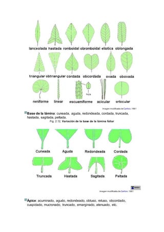 Imagen modificada de Carlton. 1961
Base de la lámina: cuneada, aguda, redondeada, cordada, truncada,
hastada, sagitada, peltada.
Fig. 2.12, Variación de la base de la lámina foliar
Imagen modificada de Carlton. 1961
Ápice: acuminado, agudo, redondeado, obtuso, retuso, obcordado,
cuspidado, mucronado, truncado, emarginado, atenuado, etc.
 