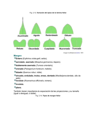 Fig. 2.13, Variación del ápice de la lámina foliar
Imagen modificada de Carlton. 1961
Margen
Entero (Erythrina crista-galli, seibo).
serrulado, aserrado (Mespilus germanica, níspero).
doblemente aserrado (Turnera orientalis).
crenado (Pelargonium hortorum, malvón).
lobado (Quercus robur, roble).
sinuado, ondulado, inciso, eroso, dentado (Macfadyena dentata, uña de
gato).
revoluto (Rosmarinus officinalis, romero).
involuto.
plano.
También tienen importancia la espaciación de las proyecciones y su tamaño
(igual o desigual, o doble).
Fig. 2.14, Tipos de margen foliar
 
