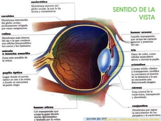 SENTIDO DE LA
VISTA
 LIC. EN PSIC. JORGE EDUARDO TOLEDO TREVIÑO
 