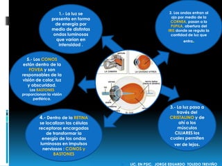 2. Las ondas entran al
ojo por medio de la
CORNEA, pasan a la
PUPILA, abertura del
IRIS donde se regula la
cantidad de luz que
entra.
3.- La luz pasa a
través del
CRISTALINO y de
ahí a los
músculos
CILIARES los
cuales permiten
ver de lejos.
4.- Dentro de la RETINA
se localizan las células
receptoras encargadas
de transformar la
energía de las ondas
luminosas en impulsos
nerviosos : CONOS y
BASTONES
1.- La luz se
presenta en forma
de energía por
medio de distintas
ondas luminosas
que varían en
intensidad .
5.- Los CONOS
están dentro de la
FOVEA y son
responsables de la
visión de color, luz
y obscuridad.
Los BASTONES
proporcionan la visión
periférica.
 LIC. EN PSIC. JORGE EDUARDO TOLEDO TREVIÑO
 