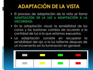 ADAPTACIÓN DE LA VISTA
 El proceso de adaptación de la vista se llama
ADAPTACIÓN DE LA LUZ o ADAPTACIÓN A LA
OSCURIDAD.
 En la adaptación visual, la sensibilidad de los
conos y los bastones cambia de acuerdo a la
cantidad de luz a la que estamos expuestos.
 La adaptación consiste en recuperar la
sensibilidad del ojo a la luz brillante despues de
un incremento en la iluminación en general.
 