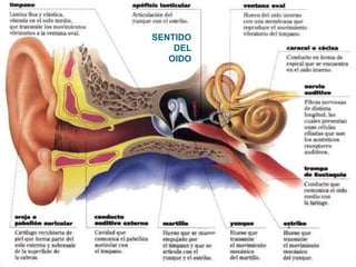 SENTIDO
DEL
OIDO
 