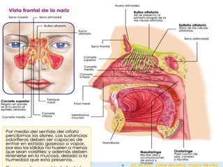  LIC. EN PSIC. JORGE EDUARDO TOLEDO TREVIÑO
 