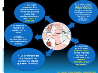 2. En cada cavidad
nasal se encuentra el
EPITELIO OLFATIVO
donde se encuentran
las células receptoras,
es un órgano donde
hay axones que
realizan la
Transducción.
3.-Las células
receptoras del
BULBO OLFATIVO
envían impulsos
nerviosos ya
codificados a los
LOBULOS
TEMPORALES del
ENCEFALO .
4.- La intensidad del
olor depende del
número de células
que sean activadas.
1. Las células
receptoras de la
nariz transformas las
moléculas químicas
en impulsos
nerviosos que llegan
a la CORTEZA
CEREBRAL.
5. La emoción y
memoria se
asocian con el
olfato.
ANOSMIA :
incapacidad para
oler determinados
aromas.
 LIC. EN PSIC. JORGE EDUARDO TOLEDO TREVIÑO
 