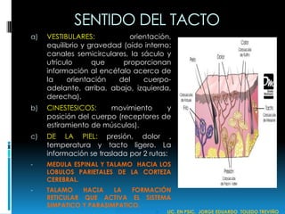 SENTIDO DEL TACTO
a) VESTIBULARES: orientación,
equilibrio y gravedad (oído interno:
canales semicirculares, la sáculo y
utrículo que proporcionan
información al encéfalo acerca de
la orientación del cuerpo-
adelante, arriba, abajo, izquierda,
derecha).
b) CINESTESICOS: movimiento y
posición del cuerpo (receptores de
estiramiento de músculos).
c) DE LA PIEL: presión, dolor ,
temperatura y tacto ligero. La
información se traslada por 2 rutas:
- MEDULA ESPINAL Y TALAMO HACIA LOS
LOBULOS PARIETALES DE LA CORTEZA
CEREBRAL.
- TALAMO HACIA LA FORMACIÓN
RETICULAR QUE ACTIVA EL SISTEMA
SIMPATICO Y PARASIMPATICO.
 LIC. EN PSIC. JORGE EDUARDO TOLEDO TREVIÑO
 