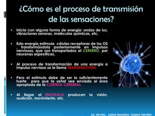 Inicia con alguna forma de energía: ondas de luz,
vibraciones sonoras, moléculas químicas, etc.
 Esta energía estimula células receptoras de los OS
, transformándola posteriormente en impulsos
nerviosos. que son transportados al CEREBRO, por
neuronas especificas.
 Al proceso de transformación de una energía a
impulso nervioso se le llama TRANSDUCCIÓN.
 Pero el estimulo debe de ser lo suficientemente
fuerte para que la señal sea enviada al área
apropiada de la CORTEZA CEREBRAL.
 Al llegar al ENCEFALO producen la visión,
audición, movimiento, etc.
¿Cómo es el proceso de transmisión
de las sensaciones?
 LIC. EN PSIC. JORGE EDUARDO TOLEDO TREVIÑO
 