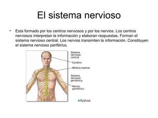 El sistema nervioso
• Esta formado por los centros nerviosos y por los nervios. Los centros
nerviosos interpretan la información y elaboran respuestas. Forman el
sistema nervioso central. Los nervios transmiten la información. Constituyen
el sistema nervioso periférico.
 