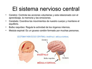 El sistema nervioso central
• Cerebro: Controla las acciones voluntarias y esta relacionado con el
aprendizaje, la memoria y las emociones.
• Cerebelo: Coordina los movimientos de nuestro cuerpo y mantiene el
equilibrio.
• Bulbo raquídeo: Regula la actividad de los órganos internos.
• Medula espinal: Es un grueso cordón formado por muchas personas.
 