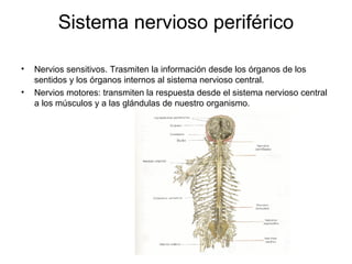 Sistema nervioso periférico
• Nervios sensitivos. Trasmiten la información desde los órganos de los
sentidos y los órganos internos al sistema nervioso central.
• Nervios motores: transmiten la respuesta desde el sistema nervioso central
a los músculos y a las glándulas de nuestro organismo.
 