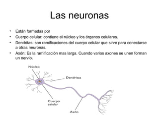 Las neuronas
• Están formadas por
• Cuerpo celular: contiene el núcleo y los órganos celulares.
• Dendritas: son ramificaciones del cuerpo celular que sirve para conectarse
a otras neuronas.
• Axón: Es la ramificación mas larga. Cuando varios axones se unen forman
un nervio.
 