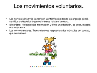 Los movimientos voluntarios.
• Los nervios sensitivos transmiten la información desde los órganos de los
sentidos o desde los órganos internos hasta el cerebro.
• El cerebro: Procesa esta información y toma una decisión, es decir, elabora
una respuesta.
• Los nervios motores. Transmiten esa respuesta a los músculos del cuerpo,
que se mueven.
 