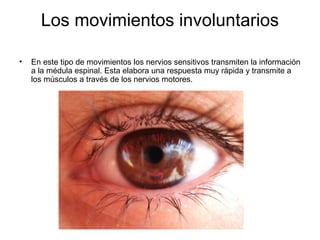 Los movimientos involuntarios
• En este tipo de movimientos los nervios sensitivos transmiten la información
a la médula espinal. Esta elabora una respuesta muy rápida y transmite a
los músculos a través de los nervios motores.
 