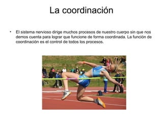 La coordinación
• El sistema nervioso dirige muchos procesos de nuestro cuerpo sin que nos
demos cuenta para lograr que funcione de forma coordinada. La función de
coordinación es el control de todos los procesos.
 