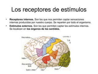 Los receptores de estímulos
• Receptores internos. Son los que nos permiten captar sensaciones
internas producidas por nuestro cuerpo. Se reparten por todo el organismo.
• Estímulos externos. Son los que permiten captar los estímulos internos.
Se localizan en los órganos de los sentidos.
 