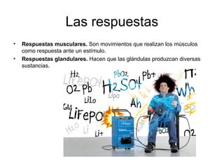 Las respuestas
• Respuestas musculares. Son movimientos que realizan los músculos
como respuesta ante un estímulo.
• Respuestas glandulares. Hacen que las glándulas produzcan diversas
sustancias.
 