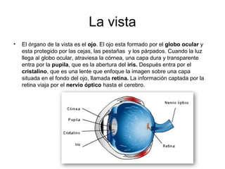 La vista
• El órgano de la vista es el ojo. El ojo esta formado por el globo ocular y
esta protegido por las cejas, las pestañas y los párpados. Cuando la luz
llega al globo ocular, atraviesa la córnea, una capa dura y transparente
entra por la pupila, que es la abertura del iris. Después entra por el
cristalino, que es una lente que enfoque la imagen sobre una capa
situada en el fondo del ojo, llamada retina. La información captada por la
retina viaja por el nervio óptico hasta el cerebro.
 