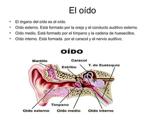 El oído
• El órgano del oído es el oído.
• Oído externo. Está formado por la oreja y el conducto auditivo externo.
• Oído medio. Está formado por el tímpano y la cadena de huesecillos.
• Oído interno. Está formada por el caracol y el nervio auditivo.
 