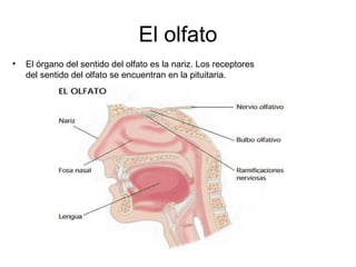 El olfato
• El órgano del sentido del olfato es la nariz. Los receptores
del sentido del olfato se encuentran en la pituitaria.
 