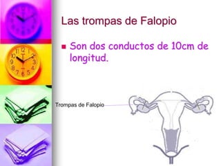 Las trompas de Falopio


Son dos conductos de 10cm de
longitud.

Trompas de Falopio

 
