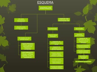 ESQUEMA
ANIMALES

realizan las
funciones de

Son seres
pluricelulares
formados por

,

CELULAS TEJIDOS,
ÓRGANOS, APARATOS,Y
SISTEMAS

NUTRICIÓN

Siguen estos
procesos
Se clasifican en dos
grandes grupos

INVERTEBRADOS:
Pólipos ,gusanos
,equinodermos,
moluscos y
artrópodos

VERTEBRADOS:
Peces, anfibios
reptiles, aves, y
mamíferos

Ingestión de
alimentos por sus
bocas
Digestión de
alimentos en sus
aparatos digestivo
Respiración mediante sus
órganos y aparatos
respiratorios: tráqueas

branquias y pulmones

Circulación de oxígeno

,nutrientes y

dióxido de
carbono ,gracias a su
aparato circulatorio

Excreción de sustancias
de desecho mediante
sus aparatos excretores

RELACIÓN

Siguiendo
estos procesos

Captación de
estímulos con los
órganos de los
sentidos
Elaboración de información y
producción de ordenes con
sus sistemas nerviosos

Respuestas y movimientos
mediante los efectores:
músculos y otros órganos

Que junto con
los huesos
forman
EL APARATO LOCOMOTOR

 