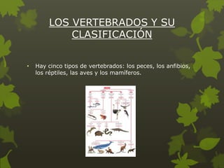 LOS VERTEBRADOS Y SU
CLASIFICACIÓN
•

Hay cinco tipos de vertebrados: los peces, los anfibios,
los réptiles, las aves y los mamíferos.

 