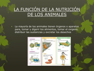LA FUNCIÓN DE LA NUTRICIÓN
DE LOS ANIMALES
•

La mayoría de los animales tienen órganos o aparatos
para, tomar y digerir los alimentos, tomar el oxigeno,
distribuir las sustancias y excretar los desechos

 