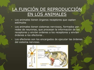 LA FUNCIÓN DE REPRODUCCIÓN
EN LOS ANIMALES
•

Los animales tienen órganos receptores que captan
estímulos

•

Los animales tienen sistemas nerviosos, formados por
redes de neuronas, que procesan la información de los
receptores y envían ordenes a los receptores y envían
órdenes a los efectores .

•

Los efectores son los encargados de ejecutar las órdenes
del sistema nervioso.

 