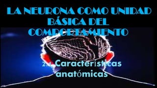 LA NEURONA COMO UNIDAD
BÁSICA DEL
COMPORTAMIENTO
2.1 Características
anatómicas

 