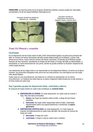 Tema2-Morfología externa de Hoja - Hipertextos de Botánica Morfológica ...