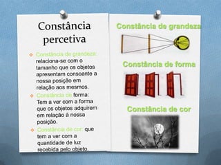 Constância de grandeza
Constância de forma
Constância de cor
 