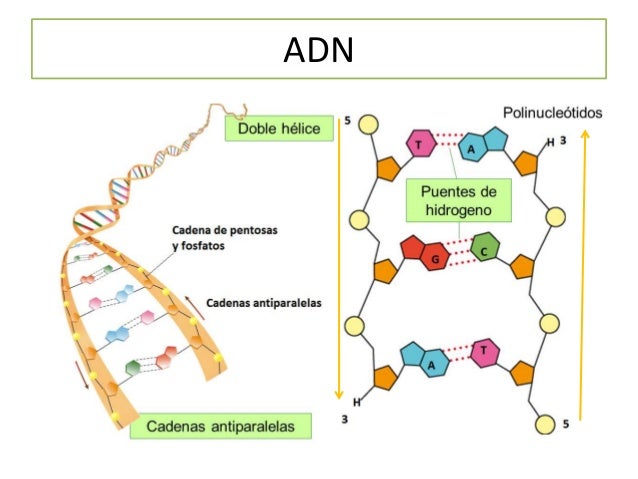 2.-Replicación del ADN
 