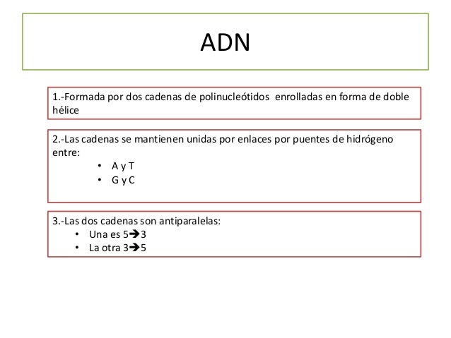 Modelos de replicación del ADN
Conservativo
Semiconservativo
 