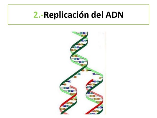 3.-El ADN, portador de la información genética
S
R
 