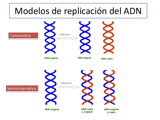 4.-El concepto de Gen
 