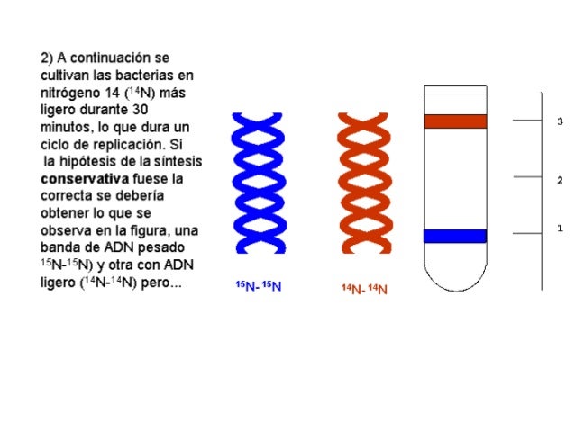 Genoma de los organismos eucariotas
Mitocondrias
Cloroplastos
 