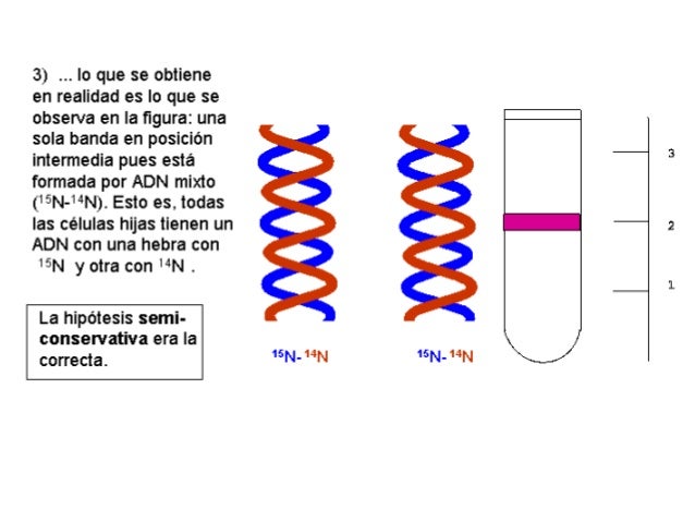 Células animales
 