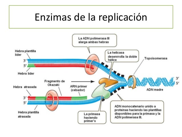 Comparación entre genoma procariota
y eucariota
Localización Estructura Número de
cromosomas
procariota
Nucleoide Circular...