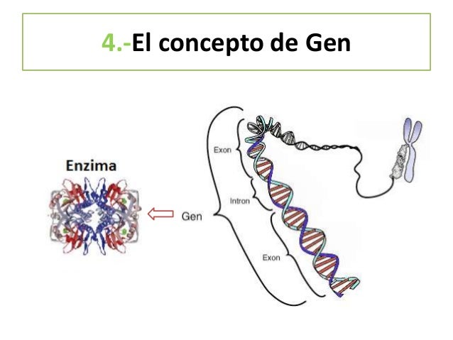 5.-Las mutaciones
Son cambios en el ADN de un organismo
Se pueden deber a
Errores en el copiado del ADN o en su
reparación...