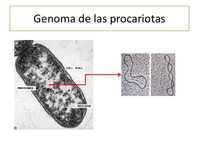 1.-Errores en la duplicación del ADN
 