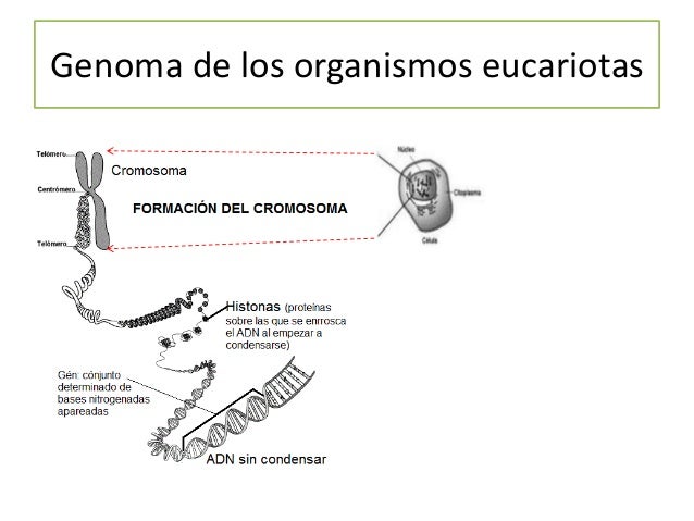 2.-A agentes químicos o físicos que alteran el ADN
 