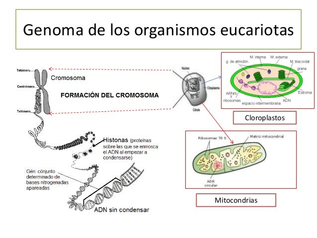 Genómicas
 