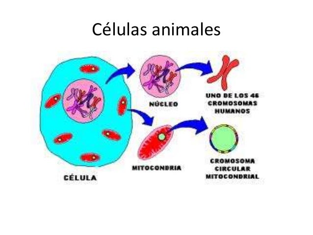 Tipos de mutaciones genómicas
Poliploidia, cuando hay más de dos
juegos de CADA GRUPO DE HOMÓLOGOS.
Pueden ser:
• Triploid...