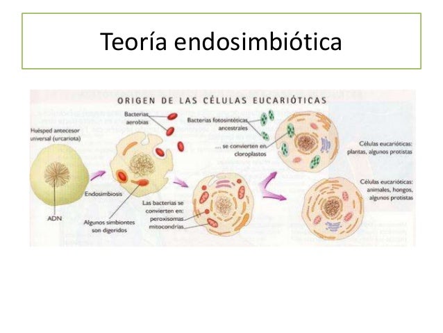 Síndrome de Turner
Cuello grueso
Baja estatura
Implantación baja del
cabello
Boca de carpa
Uñas hiperconvexas y
frágiles
M...