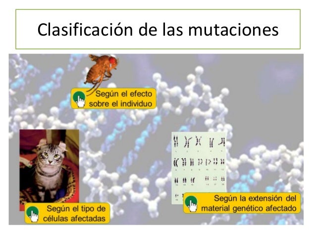 Gen 1
Gen 2
La única diferencia entre el gen 1 y gen 2 es la secuencia de nucleótidos. Por tanto la información genética e...