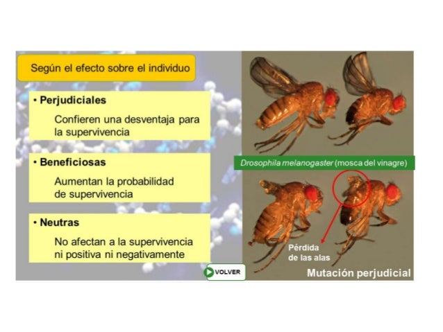 Gen
El ADN utiliza un alfabeto de 4 letras
para escribir la información que
contiene: A, G, C y T
Proteína
 