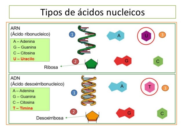 ADN
Rosalind Franklin
(Londres 1920-1957)
 