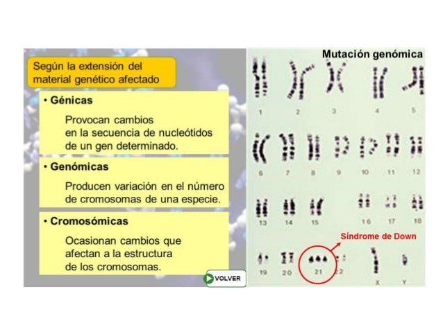 Formación de las proteínas
 